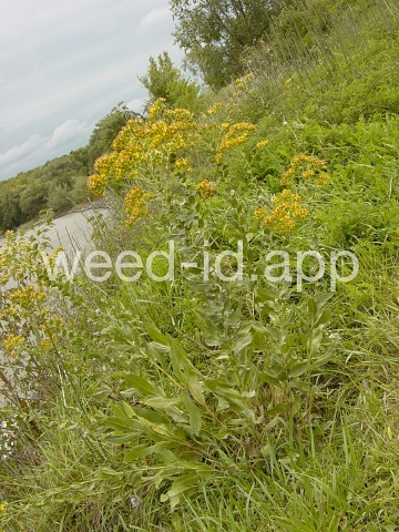 goldenrod, rigid